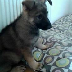 Schæferhund Jen-ager's Zam