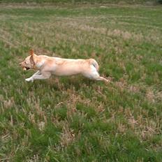 Labrador retriever Chilli