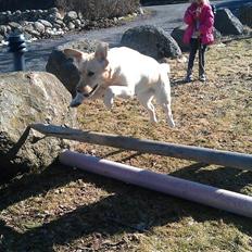 Labrador retriever Chilli