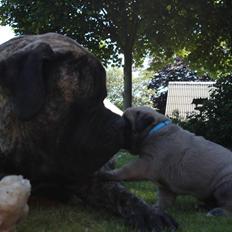 Mastiff Bertram