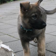 Schæferhund Jen-ager's Zam