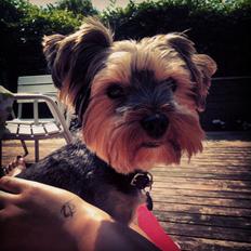 Yorkshire terrier Lucas