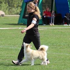 Islandsk fårehund DKRLCH LP2DM13 LP1 LP2 LP3 Lipurta's Viska Lilja