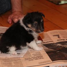 Shetland sheepdog Isla (Kræmer's Deep Blackwhite Dessa)