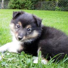Shetland sheepdog Isla (Kræmer's Deep Blackwhite Dessa)