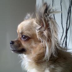 Chihuahua Trille