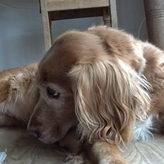 Blanding af racer Smilla