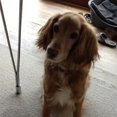 Blanding af racer Smilla