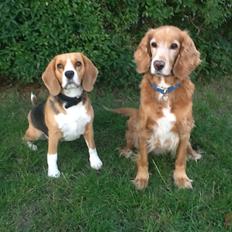 Blanding af racer Smilla