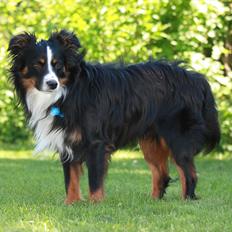 Miniature American Shepherd Hobie