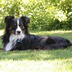 Miniature American Shepherd Hobie