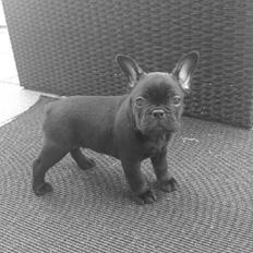 Fransk bulldog Dollar