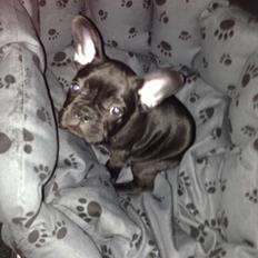 Fransk bulldog Dollar