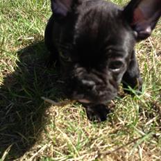 Fransk bulldog Dollar