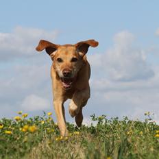 Labrador retriever Hjalte