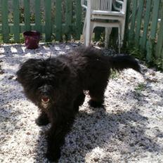 Portugisisk vandhund Nicki