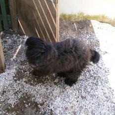 Portugisisk vandhund Nicki