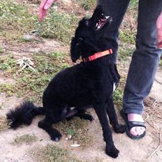 Portugisisk vandhund Nicki