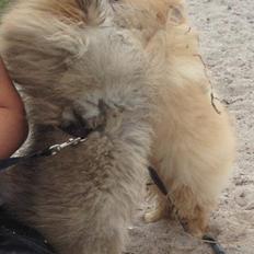 Pomeranian Topsy´s Carla