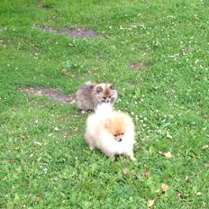 Pomeranian Topsy´s Carla