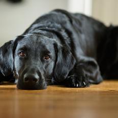 Flat coated retriever Flatrunner Faithful Floyd