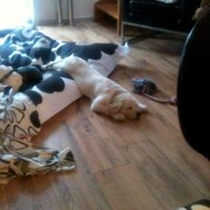 Golden retriever Captain Morgan