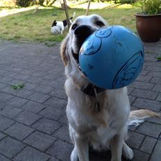 Golden retriever Captain Morgan