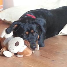 Blanding af racer Angie