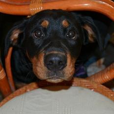 Blanding af racer Angie