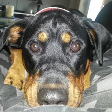 Blanding af racer Angie