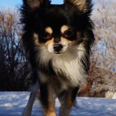 Chihuahua Nano 'Tass' Enzo (Udstationeret)