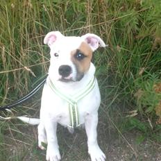 Staffordshire bull terrier Deestaff Fast and Furious - Milo