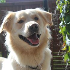 Blanding af racer | Laban