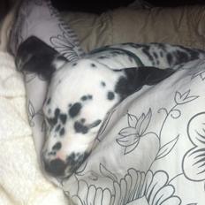 Dalmatiner Smilladalma's Nellike