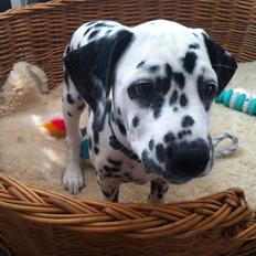 Dalmatiner Smilladalma's Nellike