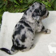 Cane Da Pastore Bergamasco Skärviks Rubin
