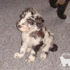 Cane Da Pastore Bergamasco Skärviks Rubin