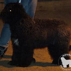 Cane Da Pastore Bergamasco Eccola av Villrosebakken