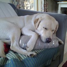 Labrador retriever tanja