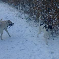 Labrador retriever tanja