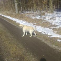 Labrador retriever tanja