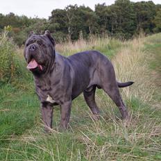 Mastino napoletano Basse