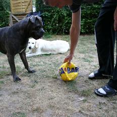 Cane corso Basse
