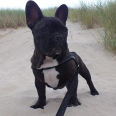 Fransk bulldog Nalle
