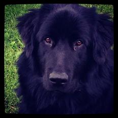 Blanding af racer Ibsen