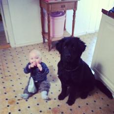 Blanding af racer Ibsen