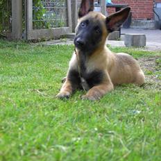 Malinois QuBik
