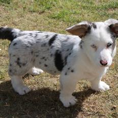 Welsh corgi cardigan Balder