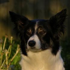 Border collie Meticas Bliss