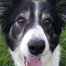 Border collie Meticas Bliss